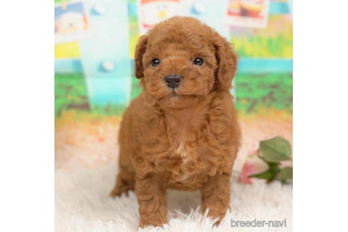 成約済の千葉県のトイプードル-211975